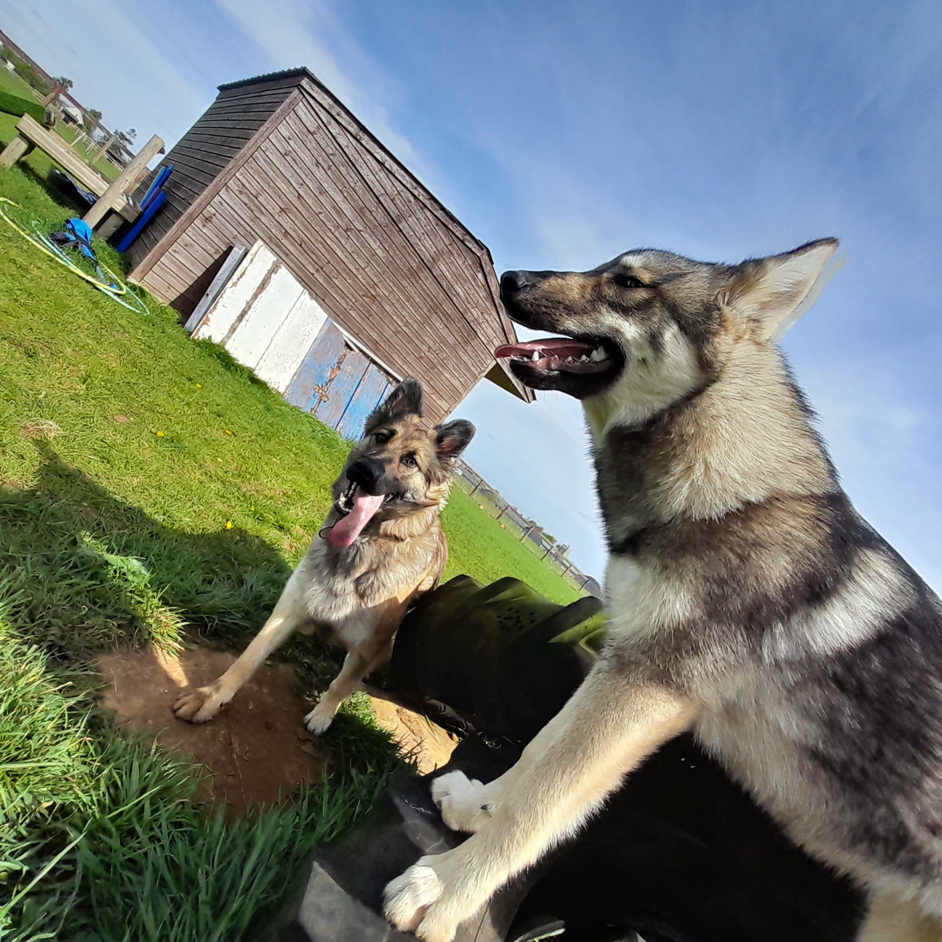 Dog socialisation sessions Lincolnshire